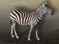 Steppen-Zebra